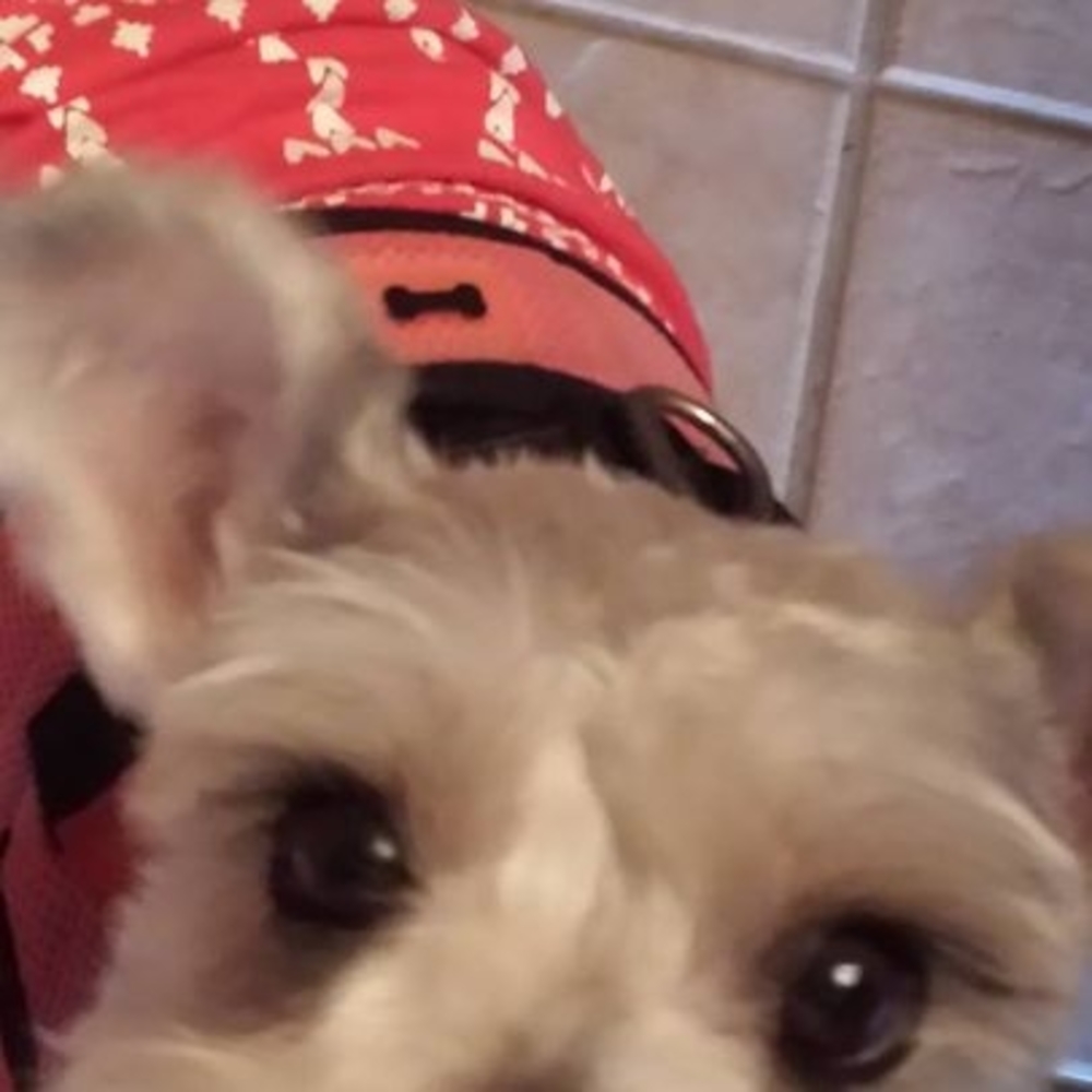 Meet your Posher, Bella